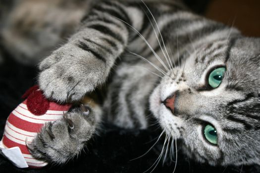 Aquamarine-eyed silver tabby kitten with bright red print toy mouse