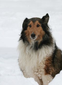 Shetland Sheepdog with one ear up and one ear down sitting in deep snow.