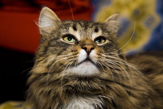 Portrait of a young cat. Focus to eyes