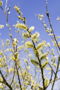 pussy willow on blue sky