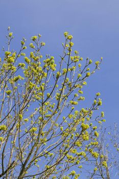 Branch of a blossoming maple in the spring