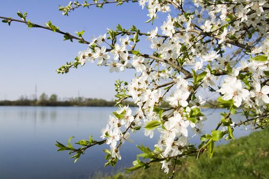 Close up shot of white cherry blossoms with the background out of focus.