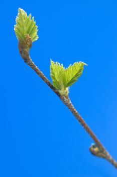 Small green sheets on a  blue background.