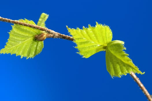 Small green sheets on a  blue background.