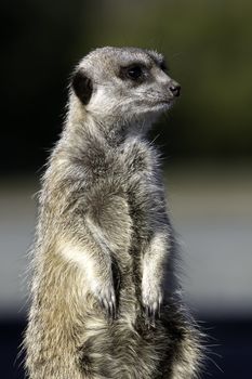 A meercat standing watching for predators