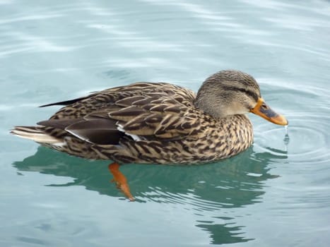 Mallard duck floating on green water reflecting it