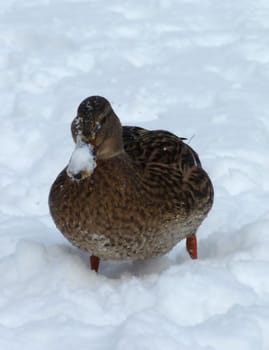 Brown mallard duck walking on the snow