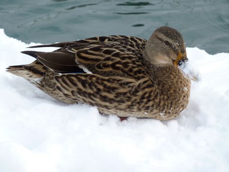 Brown mallard duck lying on the snow with water behind