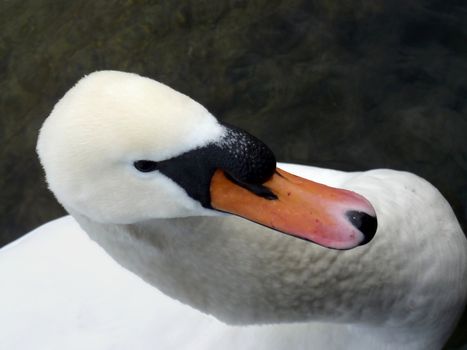 Close up a the head of a white swan floating in the water