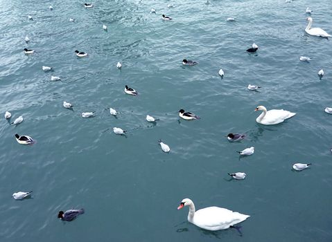 Many birds floating on Geneva lake Leman by winter