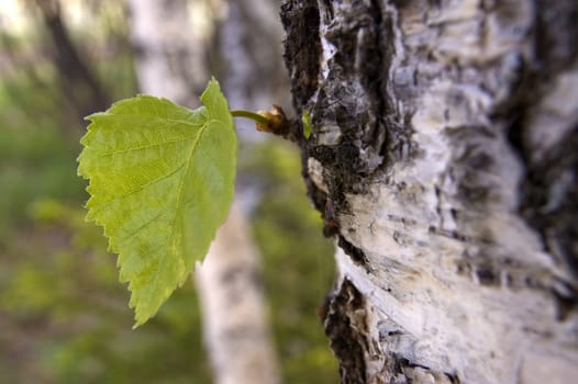 Small green sheet on a trunk of the large tree.