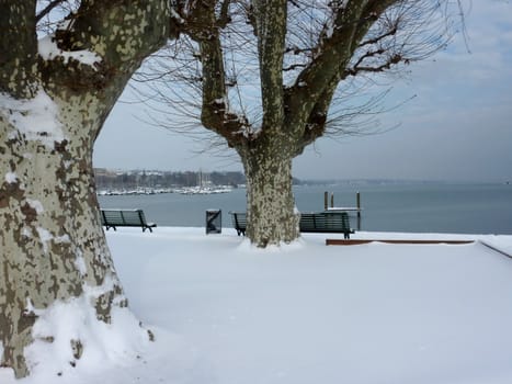 Park with chestnut trees and benches by winter