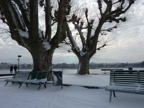 Park with chestnut trees and benches by winter
