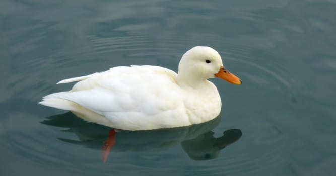 White duck floating on the quiet water