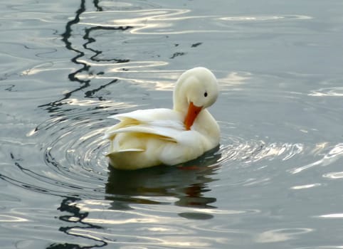 Scratching white duck on water with waves and reflections