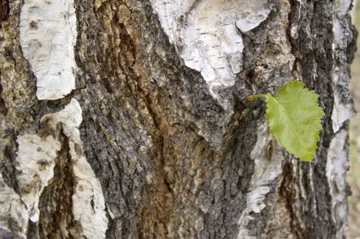Small green sheet on a trunk of the large tree.