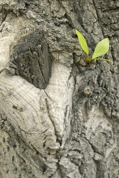 Small green sheet on a trunk of the large tree.