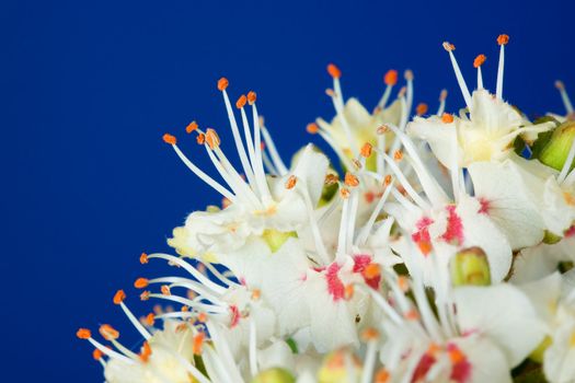 Aesculus hippocastanum (blossom of horse-chestnut tree) on blue. Close-up.