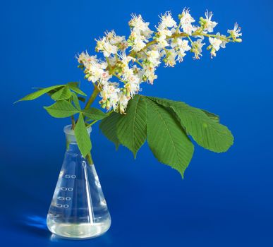 Aesculus hippocastanum (blossom of horse-chestnut tree) on blue in chemical flask