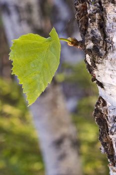 Small green sheet on a trunk of the large tree.