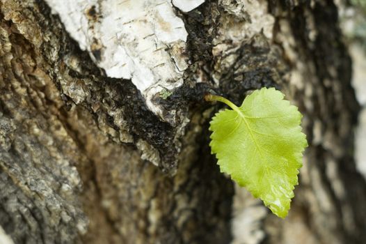 Small green sheet on a trunk of the large tree.