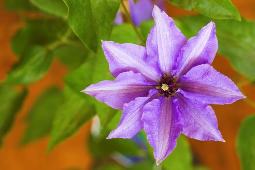 Beautiful flower (clematis) and leafs on yellow background. Shallow depth of field.