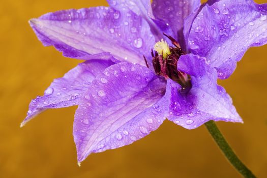 Beautiful flower (clematis) with water drops on yellow background. Shallow depth of field.