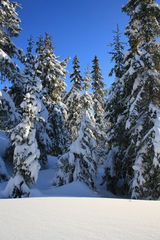 trees partly covered in snow on the mountain Skrim in Vestfold, Norway. Taken on the way to the highest point - Styggemann.