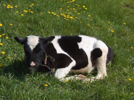 The black and white cow on a summer meadow 