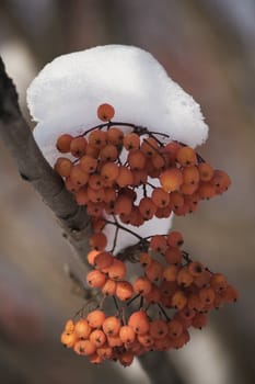 Red berries are covered by snow. It - a rowan  branch.