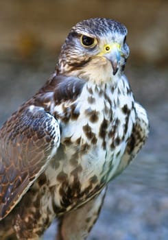Saker Falcon (Falco cherrug) - portrait orientation
