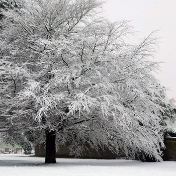 Cardiff Bute park covered by snow, horizontally framed picture