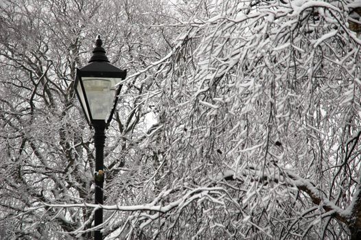 snowy street lamp trees covered by snow