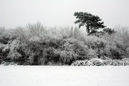 Cardiff Bute park covered by snow, horizontally framed picture