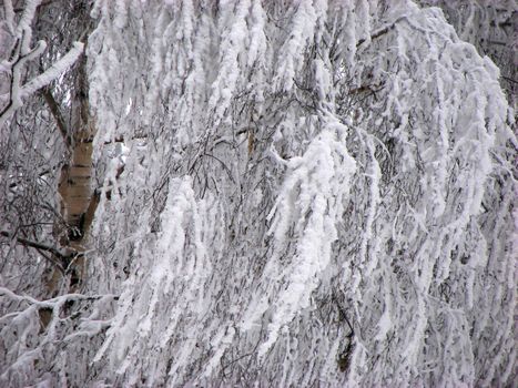 birch branch in snow