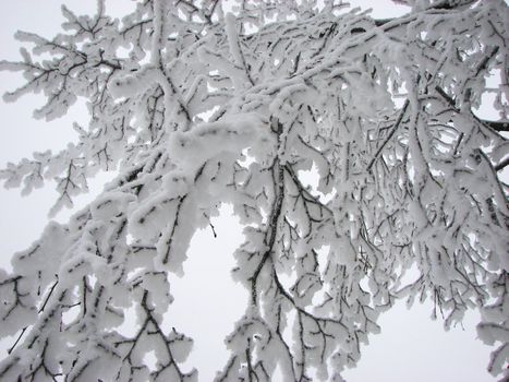 snow branch