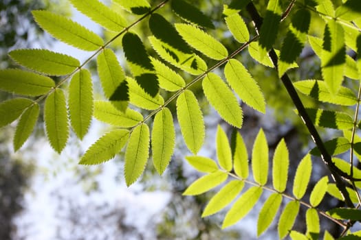 Green leaves are convenient for using as a background