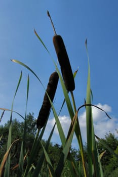 bulrush on the lake, summer
