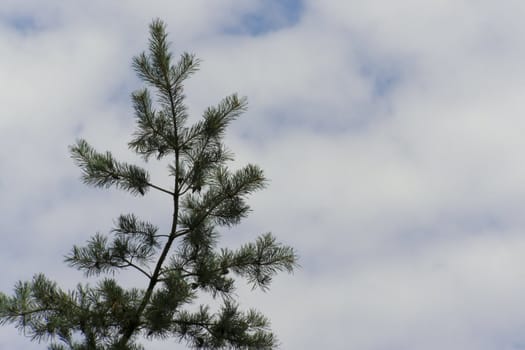 pinetree branch on the sky