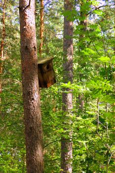 a starling-house is fastened on a pine-tree in the spring sun forest