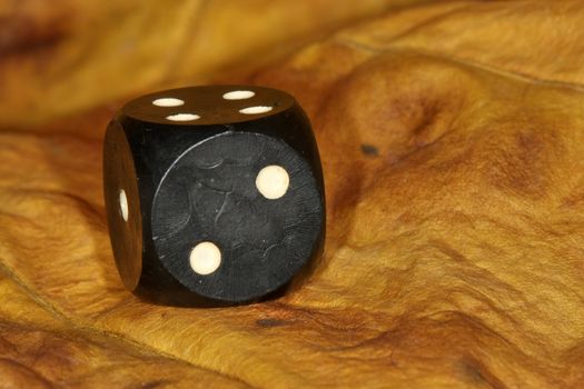 Black dice on dry leaf