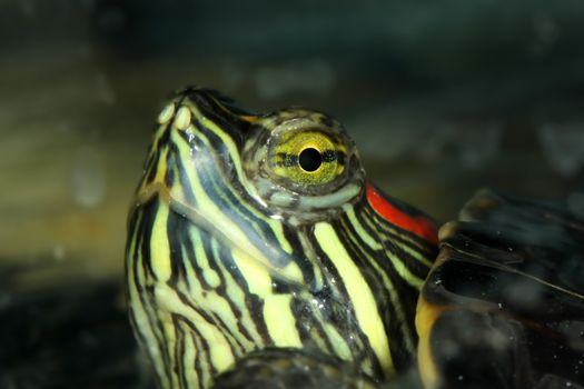 Trachemys scripta elegans close up