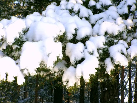 a pine branch is covered plenty of snow