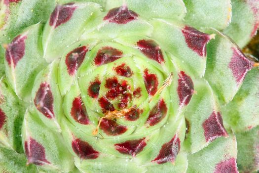 Macro photo of green and red succulent