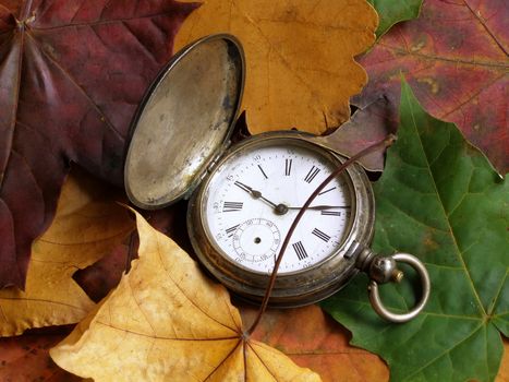 a pocket silver clock in the varicoloured abscissed maple and oak  leaves