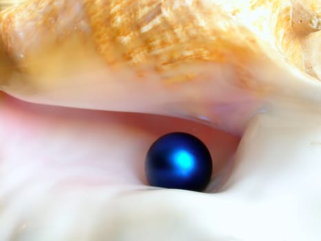 blue perl inside seashell         