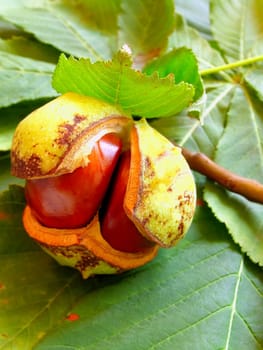 chestnut on the chesnut-tree leaves      