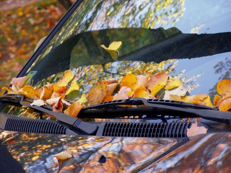 dead leaves on the windshield