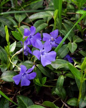 periwinkle, vinca, violet flower, green plant, macro, spring photo