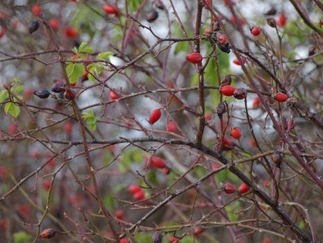 wild bushes